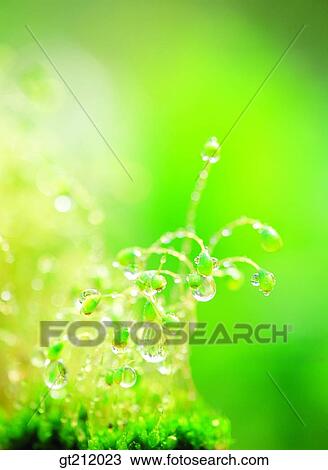 waterdrop, grass, meadowtrunk, stem, raindrop, dew, dewdrop View Large Photo Image Stock Image - waterdrop, grass, meadowtrunk, stem, raindrop, dew, dewdrop. Fotosearch
