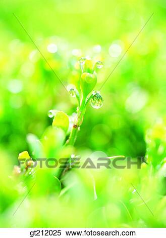 waterdrop, grass, meadowtrunk, stem, raindrop, dew, dewdrop View Large Photo Image Stock Photography - waterdrop, grass, meadowtrunk, stem, raindrop, dew, dewdrop. Fotosearch