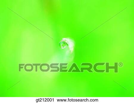 waterdrop, grass, weed, nature, outdoor, exterior, day View Large Photo Image Stock Image - waterdrop, grass, weed, nature, outdoor, exterior, day. Fotosearch