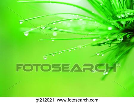 waterdrop, trunk, stem, grass, meadowreflection, raindrop, grassdew View Large Photo Image Stock Image - waterdrop, trunk, stem, grass, meadowreflection, raindrop, grassdew. Fotosearch