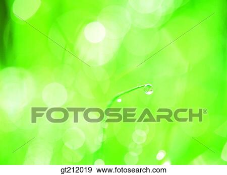 waterdrop, trunk, stem, grass, meadowreflection, raindrop, horsetail View Large Photo Image Stock Photo - waterdrop, trunk, stem, grass, meadowreflection, raindrop, horsetail. Fotosearch