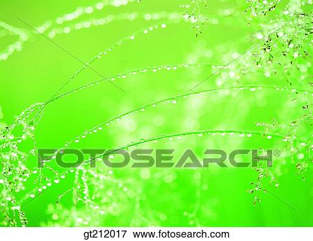waterdrop, trunk, stem, raindrop, transparency, pellucidity, dew View Large Photo Image Stock Photo - waterdrop, trunk, stem, raindrop, transparency, pellucidity, dew. Fotosearch