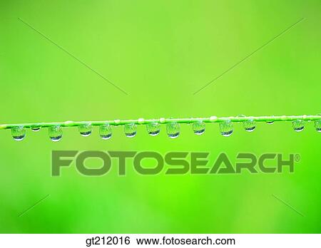 Stock Photograph - waterdrop, trunk, stem, raindrop, transparency, pellucidity, dew. Fotosearch