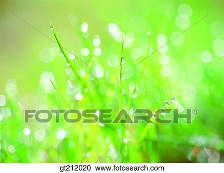 waterdrop, trunk, stem, reflection, raindrop, dew, dewdrop View Large Photo Image Stock Image - waterdrop, trunk, stem, reflection, raindrop, dew, dewdrop. Fotosearch
