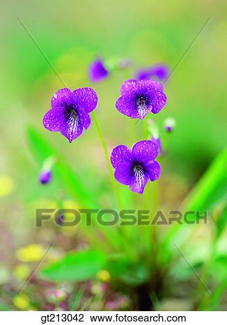 すみれ パンジー 紫色 すみれ 春 花 花 ストックイメージ Gt Fotosearch
