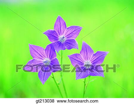 Stock Photo - balloonflower, purple, violet, blossom, closeup, close up, close shot. Fotosearch