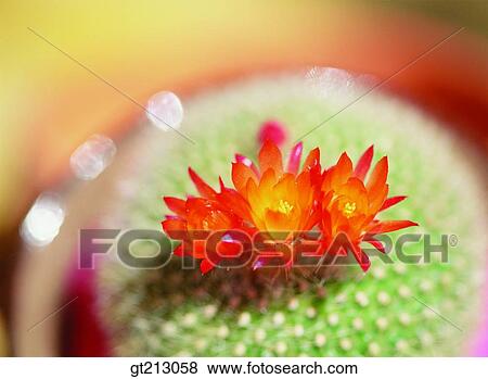 Stock Photo - cactus, cactusflower, flower, day, daytime, daylight, cactus cactus. Fotosearch