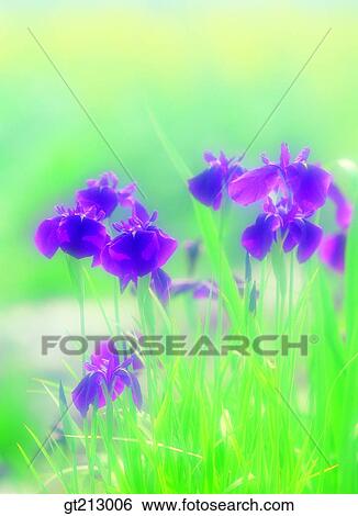 calamus, iris, lawn, grass, flower, outdoor, exterior View Large Photo Image Stock Photograph - calamus, iris, lawn, grass, flower, outdoor, exterior. Fotosearch