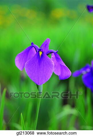 calamus, iris, lawn, grass, purple, violet, leaf View Large Photo Image Stock Photo - calamus, iris, lawn, grass, purple, violet, leaf. Fotosearch