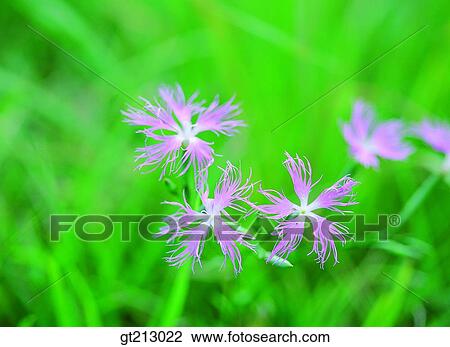 China pink, pink, flower, outdoor, exterior, day, daytime View Large Photo Image Stock Image - China pink, pink, flower, outdoor, exterior, day, daytime. Fotosearch