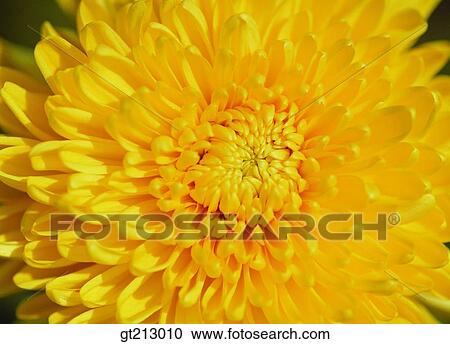 Stock Image - chrysanthemum, mum, closeup, close up, close shot, leaf, leaves. Fotosearch