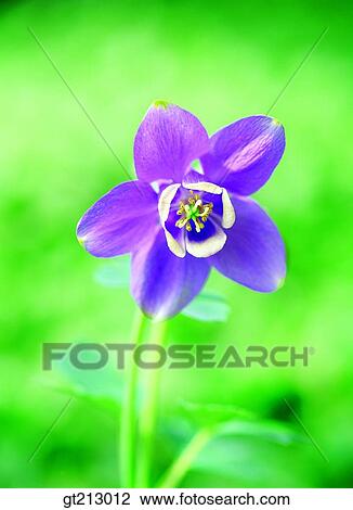 columbine, one flower, closeup, close up, close shot, flower, outdoor View Large Photo Image Stock Image - columbine, one flower, closeup, close up, close shot, flower, outdoor. Fotosearch