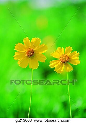 Stock Image - cosmos, Cosmos, fall, autumn, leaf, leaves, closeup. Fotosearch