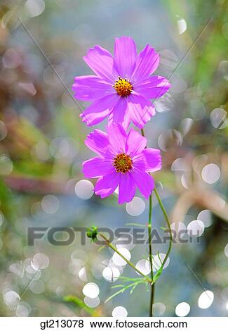 cosmos, Cosmos, light, fall, autumn, flower, outdoor View Large Photo Image Stock Photo - cosmos, Cosmos, light, fall, autumn, flower, outdoor. Fotosearch