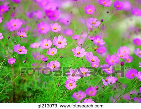 cosmos, Cosmosfall, autumn, garden, flower farm, flower garden, flower View Large Photo Image Stock Photo - cosmos, Cosmosfall, autumn, garden, flower farm, flower garden, flower. Fotosearch