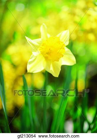 daffodil, narcissus, spring, blossom, flower, outdoor, exterior View Large Photo Image Picture - daffodil, narcissus, spring, blossom, flower, outdoor, exterior. Fotosearch