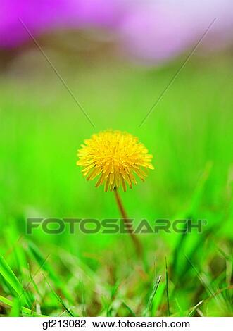 dandelion, spring, one flower, closeup, close up, close shot, flower View Large Photo Image Stock Image - dandelion, spring, one flower, closeup, close up, close shot, flower. Fotosearch