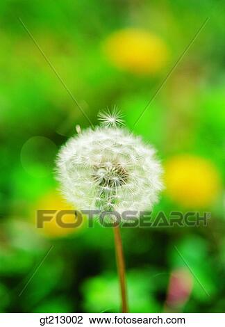 dandelionSpores, Spore, pore, Spores, dandelion, spring, flower View Large Photo Image Stock Image - dandelionSpores, Spore, pore, Spores, dandelion, spring, flower. Fotosearch