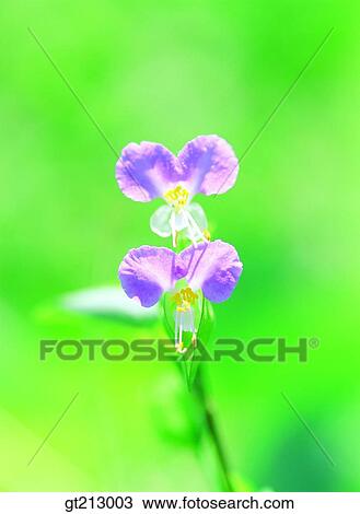 dayflower, weed, flower, outdoor, exterior, day, daytime View Large Photo Image Stock Image - dayflower, weed, flower, outdoor, exterior, day, daytime. Fotosearch