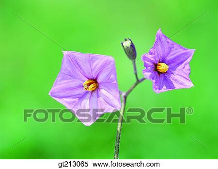 eggplant, egg apple, purple, violet, closeup, close up, close shot View Large Photo Image Stock Photography - eggplant, egg apple, purple, violet, closeup, close up, close shot. Fotosearch
