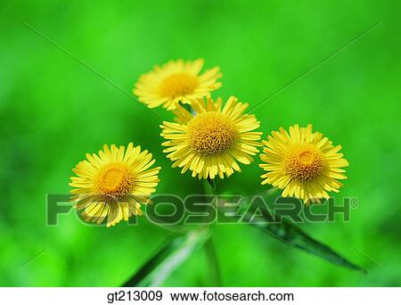 elecampane, spring, flower, outdoor, exterior, day, daytime View Large Photo Image Stock Photo - elecampane, spring, flower, outdoor, exterior, day, daytime. Fotosearch