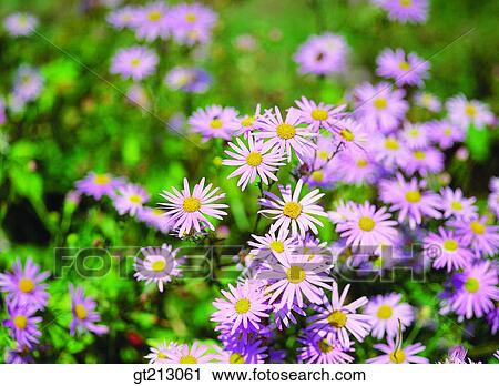 flower, field, autumn, fall, plain, outdoor, aster View Large Photo Image Stock Image - flower, field, autumn, fall, plain, outdoor, aster. Fotosearch
