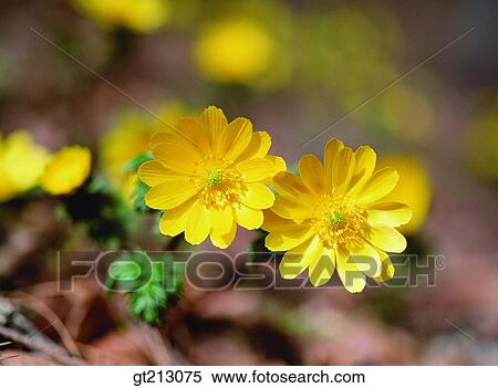 flower, outdoor, exterior, day, daytime, daylight, Adonis View Large Photo Image Stock Photography - flower, outdoor, exterior, day, daytime, daylight, Adonis. Fotosearch