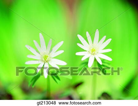 flower, windflower, close shot, close up, closeup, outdoor, anemonem View Large Photo Image Stock Photo - flower, windflower, close shot, close up, closeup, outdoor, anemonem. Fotosearch