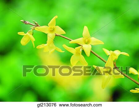 forsythia, spring, branch, flower, outdoor, exterior, day View Large Photo Image Stock Photograph - forsythia, spring, branch, flower, outdoor, exterior, day. Fotosearch