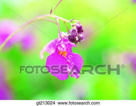 Garden Balsam, garden Balsam, one flower, blossom, leaf, leaves, flower View Large Photo Image Picture - Garden Balsam, garden Balsam, one flower, blossom, leaf, leaves, flower. Fotosearch