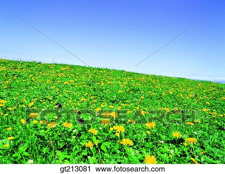 Stock Image - garden, flower farm, flower garden, dandelion, field, plain, sky. Fotosearch