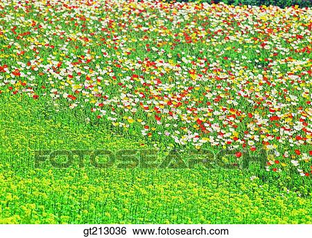 garden, flower farm, flower garden, wild flower, grassland, field, plain View Large Photo Image Stock Photograph - garden, flower farm, flower garden, wild flower, grassland, field, plain. Fotosearch