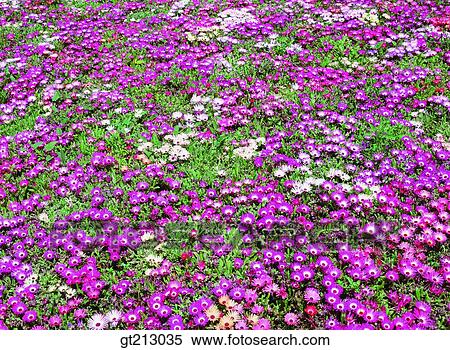 garden, flower farm, flower garden, wild flower, grassland, field, plain View Large Photo Image Stock Photography - garden, flower farm, flower garden, wild flower, grassland, field, plain. Fotosearch