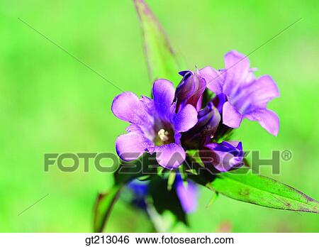 gentian, blossom, flower, outdoor, exterior, day, daytime View Large Photo Image Stock Photograph - gentian, blossom, flower, outdoor, exterior, day, daytime. Fotosearch