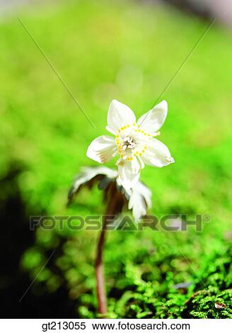 Stock Photography - grass, one flower, flower, outdoor, exterior, day. Fotosearch