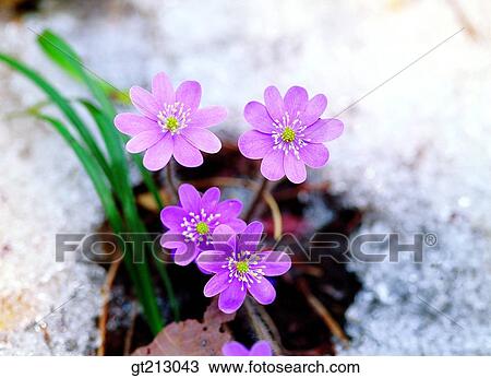 Hepatica, hepatica, spring, snow, flower, outdoor, exterior View Large Photo Image Stock Image - Hepatica, hepatica, spring, snow, flower, outdoor, exterior. Fotosearch