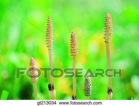 horsetail, joint grassgrass, weed, flower, outdoor, exterior, day View Large Photo Image Picture - horsetail, joint grassgrass, weed, flower, outdoor, exterior, day. Fotosearch