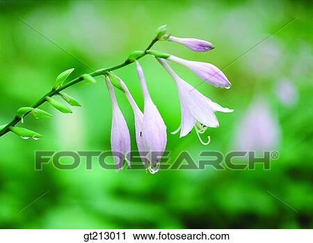 Stock Image - Hosta longipes, lily, waterdrop, bud, sprout, flower, outdoor. Fotosearch