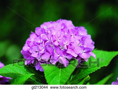 hydrangea, Hydrangea, blossom, spring, flower, outdoor, exterior View Large Photo Image Picture - hydrangea, Hydrangea, blossom, spring, flower, outdoor, exterior. Fotosearch