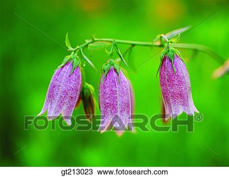 island, bellflower, flower, outdoor, exterior, day, daytime View Large Photo Image Stock Image - island, bellflower, flower, outdoor, exterior, day, daytime. Fotosearch