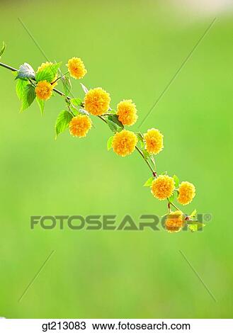 Stock Image - Japanese rose, Kerria japonica, branch, spring, flower, outdoor, exterior. Fotosearch