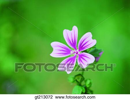 leaf, leaves, closeup, close up, close shot, flower, outdoor View Large Photo Image Stock Image - leaf, leaves, closeup, close up, close shot, flower, outdoor. Fotosearch