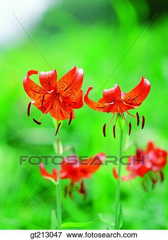 Stock Photo - Lilium amabile, lily, stamen, blossom, flower, outdoor, exterior. Fotosearch