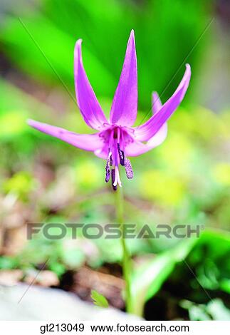 Lily Dogtooth Violet One Flower Closeup Close Up Close Shot Flower Stock Photo Gt Fotosearch