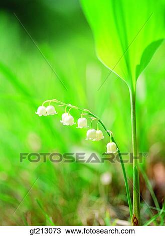 lily of the valley, flower, outdoor, exterior, day, daytime, daylight View Large Photo Image Stock Image - lily of the valley, flower, outdoor, exterior, day, daytime, daylight. Fotosearch