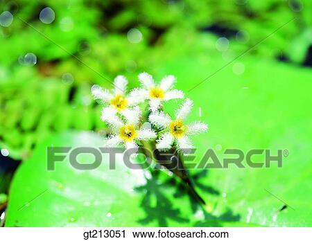 lotus, lotus flower, marine life, marine plant, plants, vegetation, flower View Large Photo Image Stock Image - lotus, lotus flower, marine life, marine plant, plants, vegetation, flower. Fotosearch