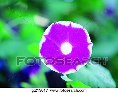 morning glory, leaf, leaves, closeup, close up, close shot, summer View Large Photo Image Stock Photo - morning glory, leaf, leaves, closeup, close up, close shot, summer. Fotosearch