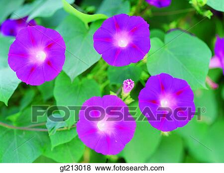 morning glory, leaf, leaves, vine, bine, tendril, bud View Large Photo Image Stock Photo - morning glory, leaf, leaves, vine, bine, tendril, bud. Fotosearch