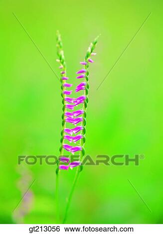 orchid, wild orchid, iris, closeup, close up, close shot, flower View Large Photo Image Stock Photograph - orchid, wild orchid, iris, closeup, close up, close shot, flower. Fotosearch
