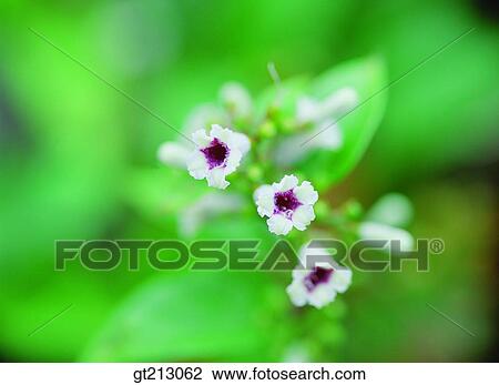 Paederia scandens, paederia scandens, closeup, close up, close shot, flower, outdoor View Large Photo Image Stock Image - Paederia scandens, paederia scandens, closeup, close up, close shot, flower, outdoor. Fotosearch